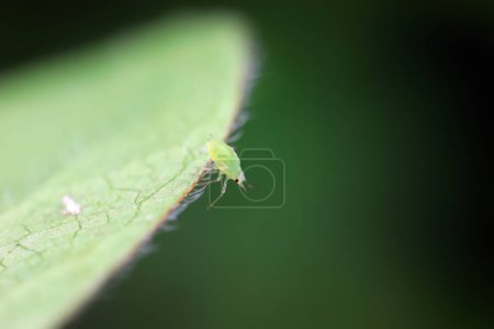 Photo for Aphids crawling on wild plants, North China - Royalty Free Image
