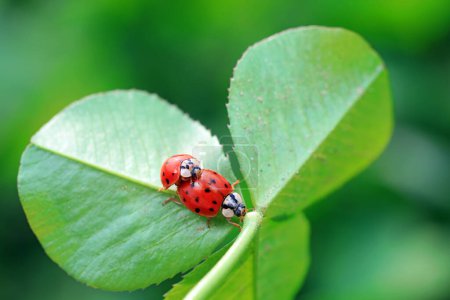 Photo for Two ladybugs mate in nature, North China - Royalty Free Image