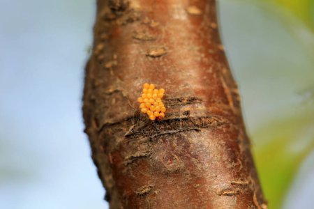 Photo for The eggs of the ladybug are on the tree trunk, North China - Royalty Free Image