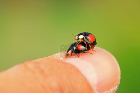 Photo for Two ladybugs show love on human fingers, North China - Royalty Free Image