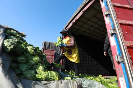 Foto de CONDADO DE LUANNAN - 18 de febrero de 2020: los agricultores de hortalizas se preparan para la carga y el transporte de la col china, CONDADO DE LUANNAN, provincia de Hebei, China - Imagen libre de derechos