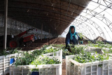 Téléchargez les photos : COMTÉ DE LUANNAN - 18 février 2020 : cultivateurs de légumes dans la sélection de semis de tomates robustes, COMTÉ DE LUANNAN, province du Hebei, Chine - en image libre de droit