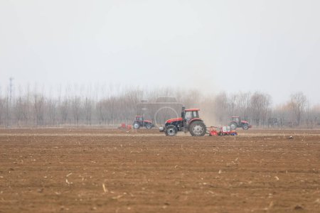 Foto de Cerdas sembradoras en el campo, norte de China - Imagen libre de derechos