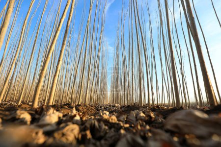 Téléchargez les photos : Semis de peuplier à croissance rapide en pépinière, Chine du Nord Plaine - en image libre de droit