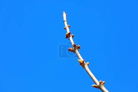 Téléchargez les photos : Clou de girofle en arrière-plan du ciel bleu, Chine du Nord - en image libre de droit