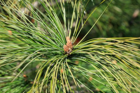Photo for Close up of pine flowers in nature - Royalty Free Image