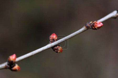 Foto de Primer plano de brote de flor de melocotón en estado natural - Imagen libre de derechos
