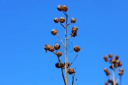Dried up crape myrtle branches in the background of blue sky