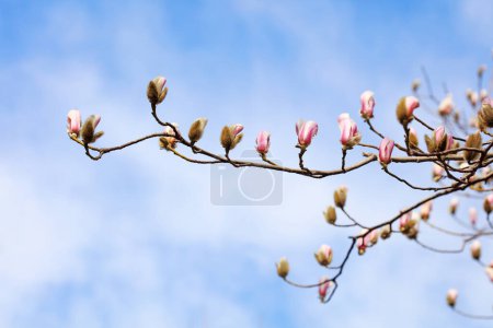 Téléchargez les photos : Fleurs de magnolia en fleurs dans le ciel bleu - en image libre de droit