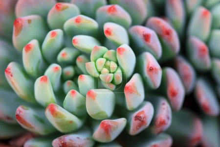 Photo for Close up of succulent succulent plants - Royalty Free Image