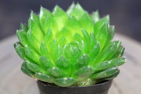 Photo for Close up of succulent succulent plants - Royalty Free Image