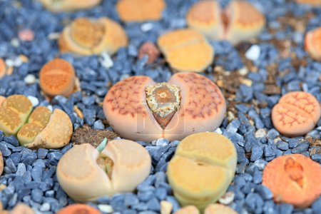 Photo for A beautiful perennial succulent herb -- Lithops - Royalty Free Image