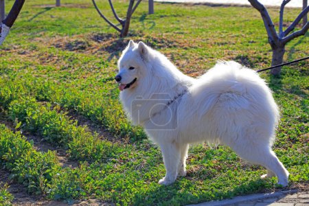 Foto de Primer plano de perro mascota Samoye - Imagen libre de derechos