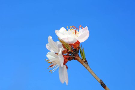 Pfirsichblüte im Park, Nordchina