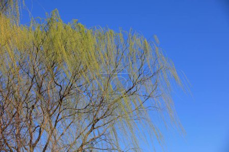 Téléchargez les photos : Canopée de saule en arrière-plan du ciel bleu - en image libre de droit