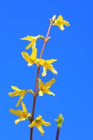 Téléchargez les photos : Forsythia fleurs dans le fond du ciel bleu - en image libre de droit