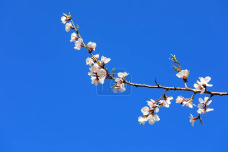 Téléchargez les photos : Fleurs d'abricot au fond du ciel bleu - en image libre de droit