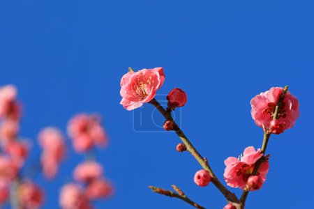Téléchargez les photos : Fleurs de prunier à fleurs en arrière-plan du ciel bleu - en image libre de droit