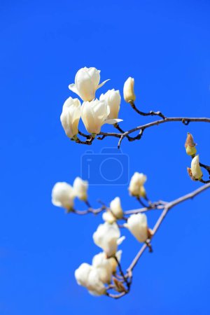 Téléchargez les photos : Magnolia micro photos de fleurs - en image libre de droit