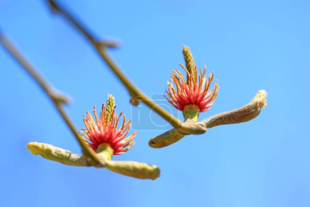 Foto de Magnolia micro fotos de flores - Imagen libre de derechos
