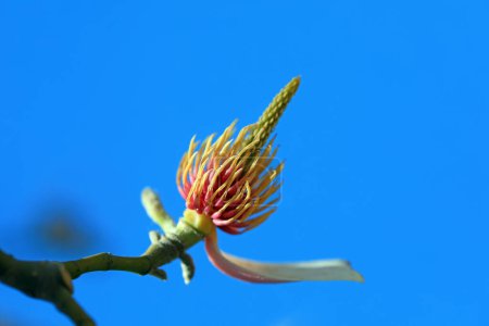 Photo for Magnolia micro photos of flowers - Royalty Free Image