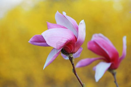 Photo for Beautiful magnolia flower, North China - Royalty Free Image