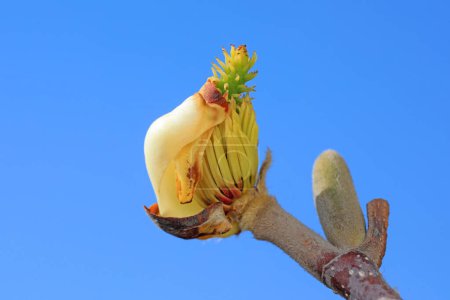 Photo for Magnolia ecological macro photo, North China - Royalty Free Image