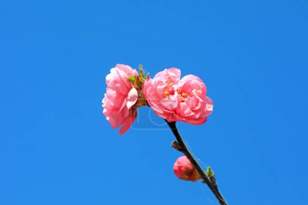 Foto de Macro foto de la ecología de las flores de Prunus mume, norte de China - Imagen libre de derechos