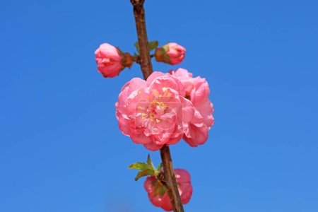 Foto de Macro foto de la ecología de las flores de Prunus mume, norte de China - Imagen libre de derechos