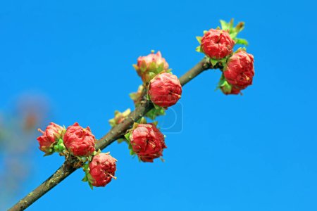 Téléchargez les photos : Macro photo de l'écologie des fleurs de Prunus mume, Chine du Nord - en image libre de droit