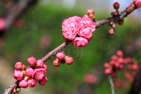 Photo for Macro photo of the flower ecology of Prunus mume, North China - Royalty Free Image