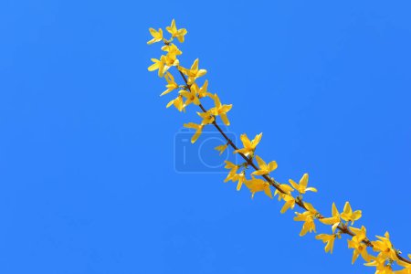 Téléchargez les photos : Fleurs Forsythia jaunes sur fond bleu - en image libre de droit