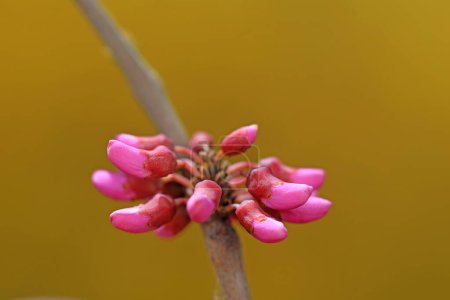 Téléchargez les photos : Belles fleurs violettes dans la nature, Chine du Nord - en image libre de droit