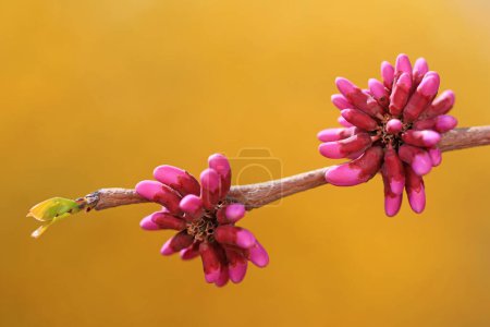 Foto de Hermosas flores púrpuras en la naturaleza, norte de China - Imagen libre de derechos