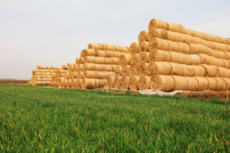 Foto de Pilas de paja enrolladas en el campo de trigo, norte de China - Imagen libre de derechos