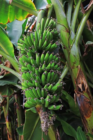 Plátanos inmaduros crecen en los árboles