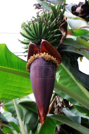 Téléchargez les photos : Fruits de banane immatures et fleurs exotiques sur la plante - en image libre de droit