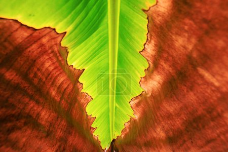 Photo for Beautiful banana leaves can be used as background - Royalty Free Image