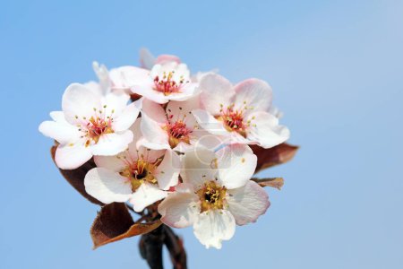 Téléchargez les photos : Fleurs de poire blanche neige au fond du ciel bleu, Chine du Nord - en image libre de droit