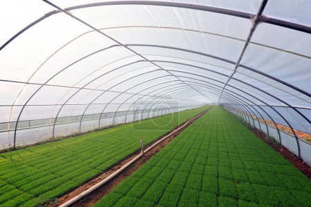 Rice seedling greenhouse, North China