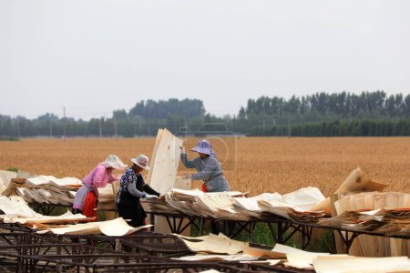 Téléchargez les photos : COMTÉ DE LUANNAN, province du Hebei, Chine - 16 juin 2020 : Des travailleurs séchent des feuilles de bois dans une usine de transformation du bois en Chine du Nord - en image libre de droit