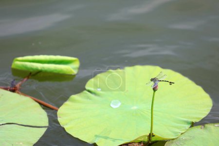 Dragonflies rest on Lotus poles, North China