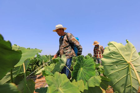 agricultores