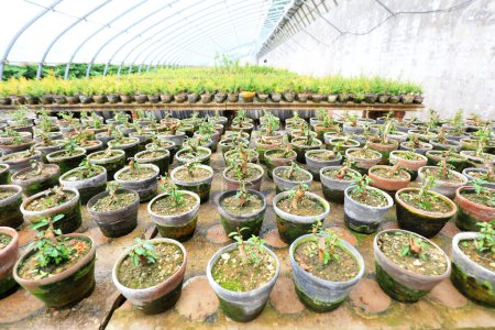 Many bonsai in the greenhouse 