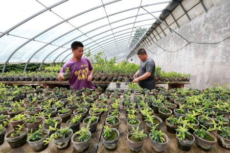 Téléchargez les photos : COMTÉ DE LUANNAN, Province du Hebei, Chine - 11 juillet 2020 : Le jardinier taille les bonsaïs dans la serre - en image libre de droit