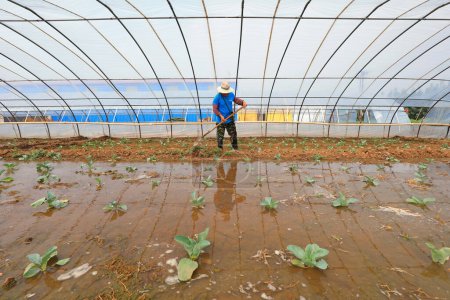 Téléchargez les photos : COMTÉ DE LUANNAN, province du Hebei, Chine - 3 août 2020 : Les agriculteurs irriguent les plants de légumes en serre - en image libre de droit