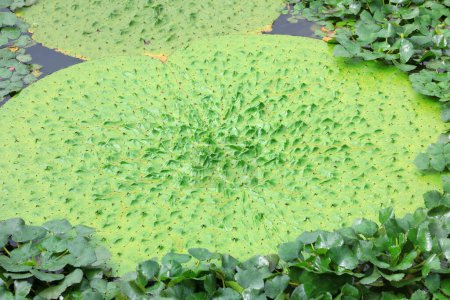 Téléchargez les photos : Plante aquatique - Feuilles Euryale dans l'étang, Chine du Nord - en image libre de droit