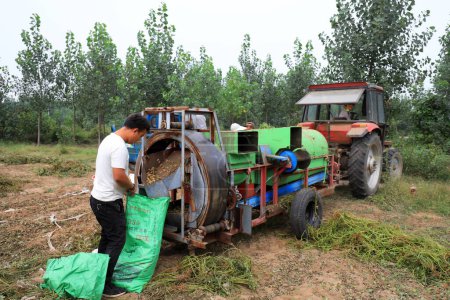 Téléchargez les photos : COMTÉ DE LUANNAN, province du Hebei, Chine - 14 septembre : Des agriculteurs exploitent des récolteuses d'arachides pour récolter des arachides dans les champs - en image libre de droit