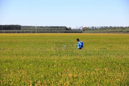 Téléchargez les photos : COMTÉ DE LUANNAN, province du Hebei, Chine - 16 septembre 2020 : Les agriculteurs pulvérisent des insecticides sur les rizières - en image libre de droit