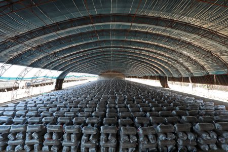 Gut platzierte Pilzstäbchen im Gewächshaus, Nordchina